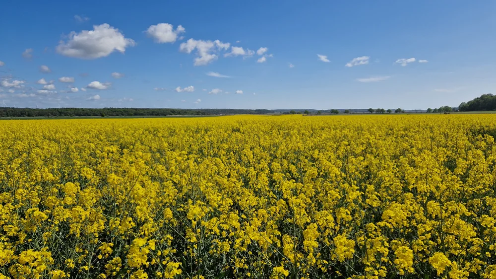 Übersetzungsbüro Ukrainisch